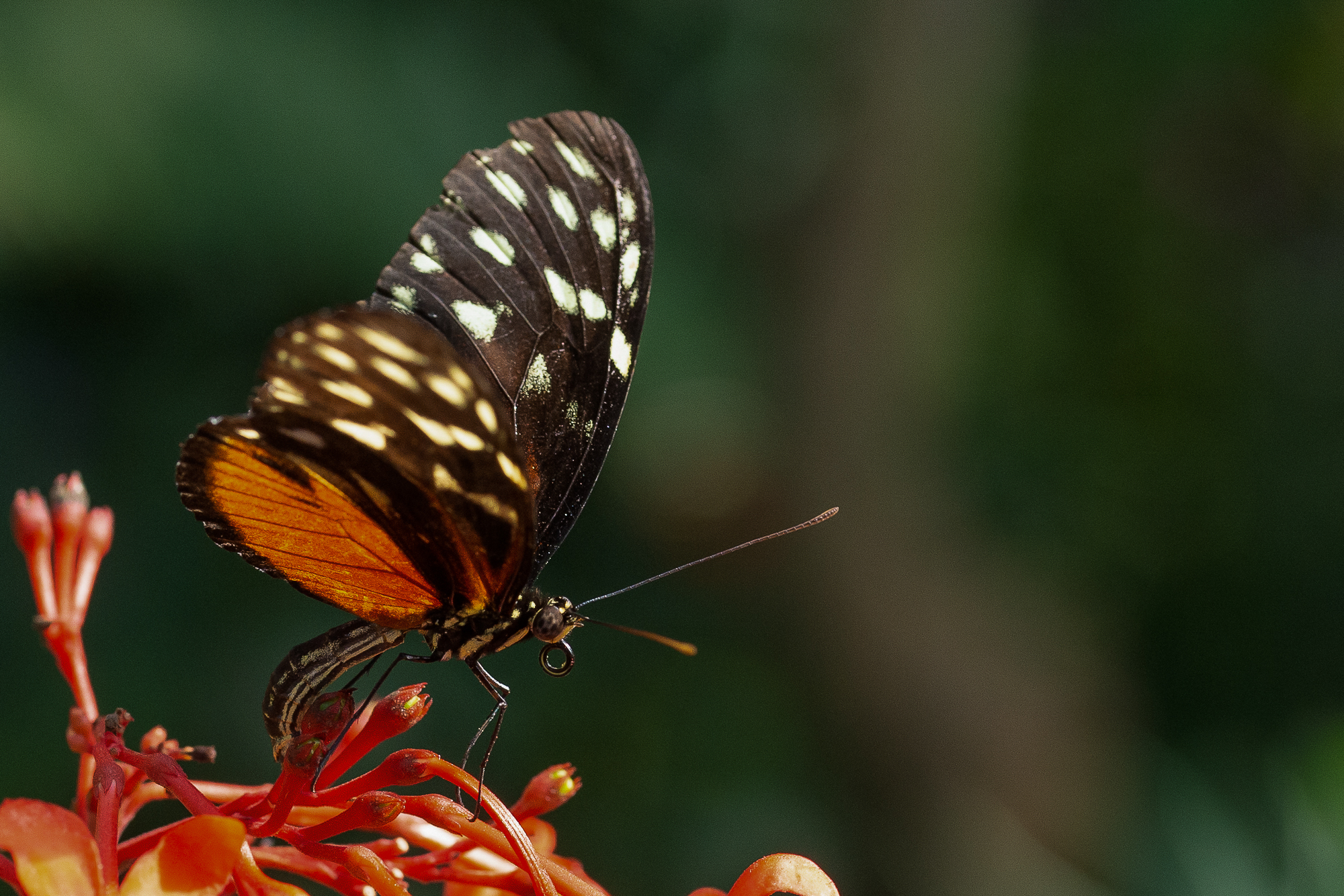 Ein Fotokurs im Papiliorama